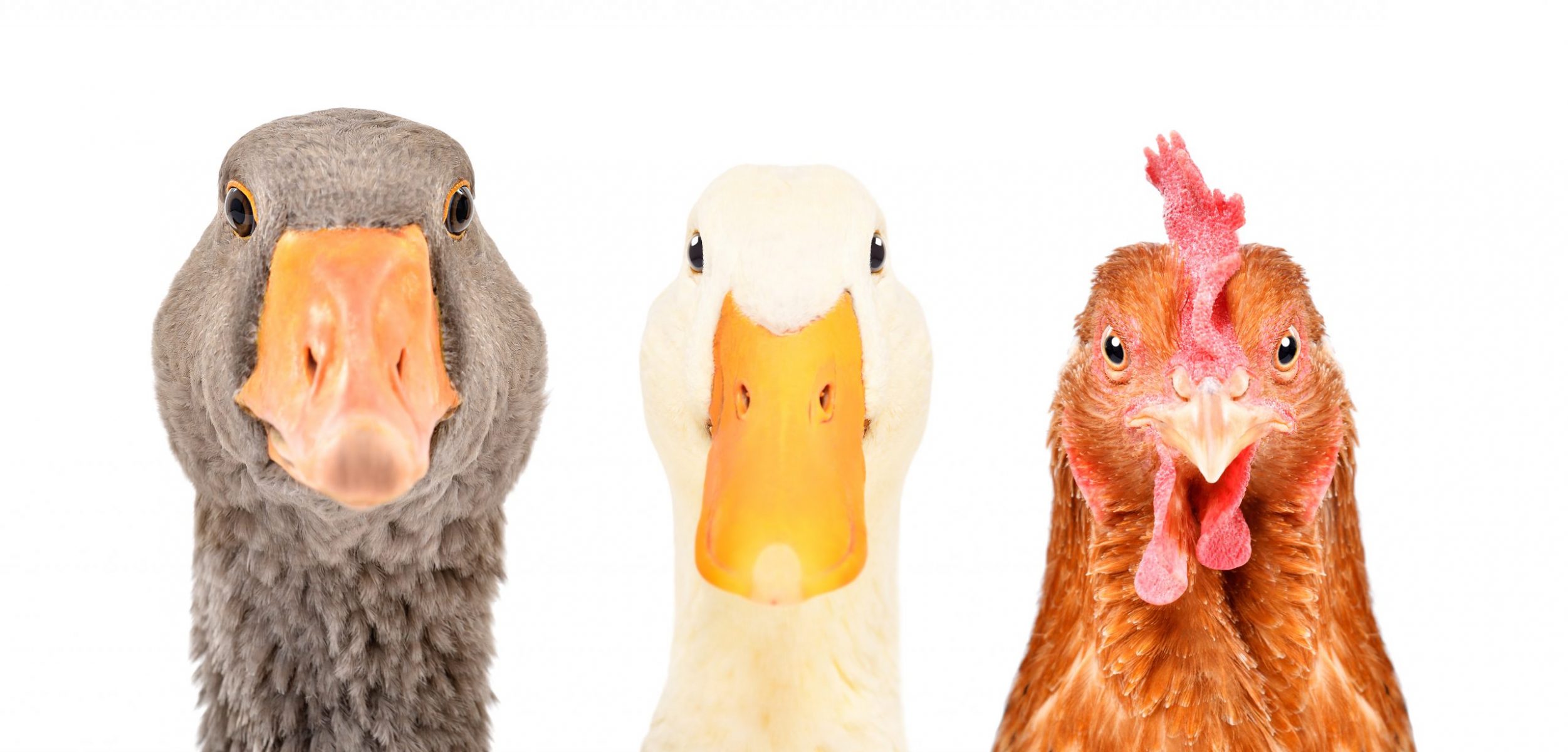 Geese vs. Ducks (and Other Poultry)